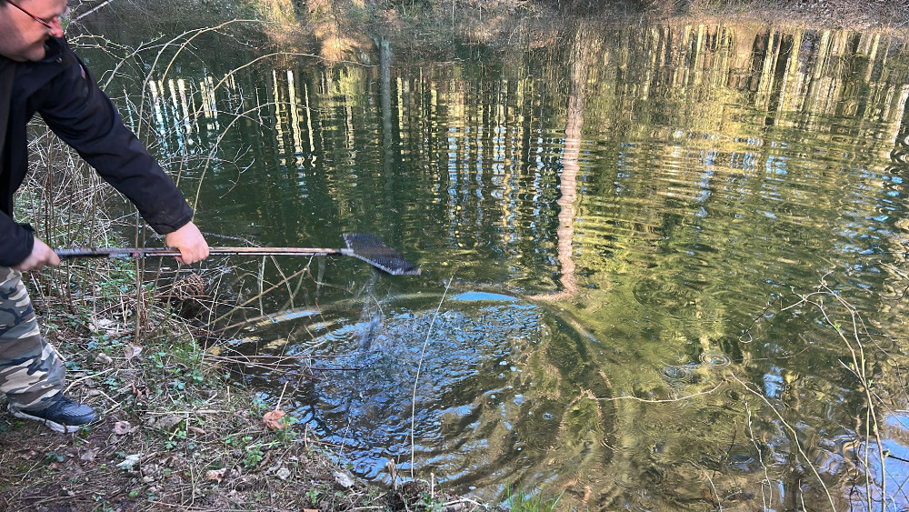 Násada rybníky Pstruh Duhový 3000ks 15cm.